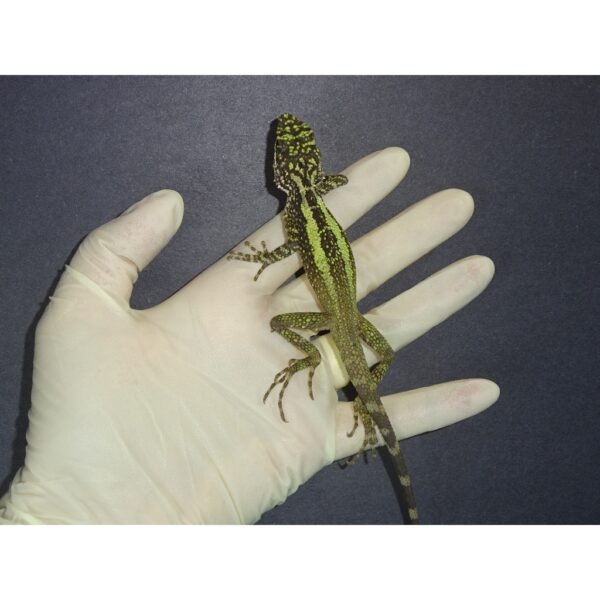 Dragon Agama for Sale