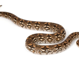Dumerils Boa for Sale