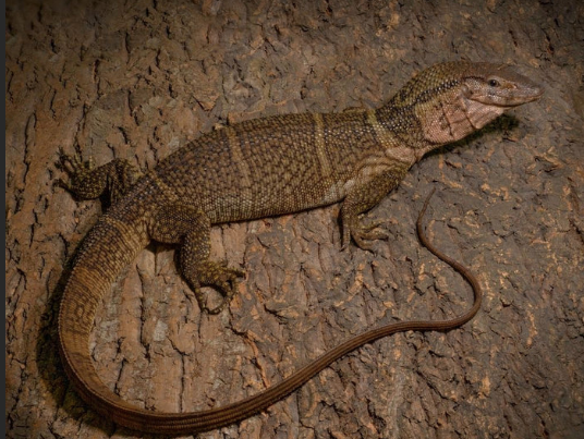 Dumeril's Monitor for Sale