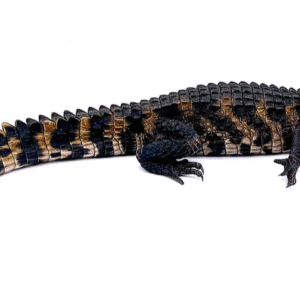 Dwarf Caiman For Sale