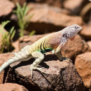 Earless Lizard for Sale