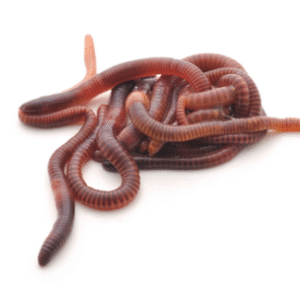 Earthworms for Sale (Red wigglers)