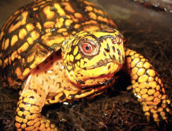 Eastern Box Turtle for sale