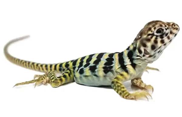 Eastern Collared Lizard for Sale