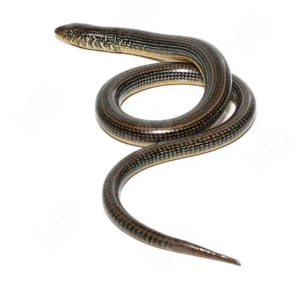 Eastern Legless Lizard For Sale