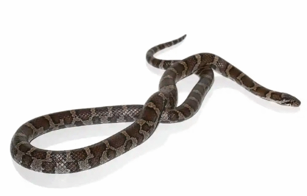 Eastern Milk snake For Sale