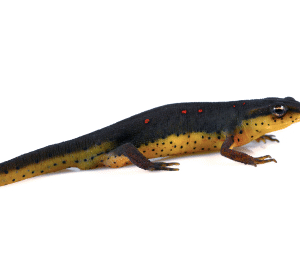 Eastern Newt for Sale