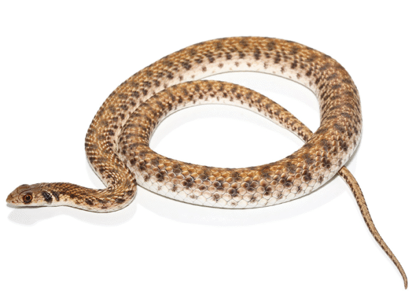 Egyptian False Cobra For Sale