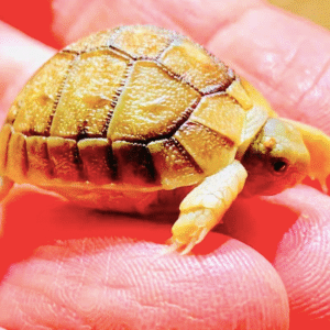 Egyptian Tortoise For Sale