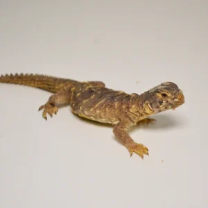 Egyptian Uromastyx for Sale