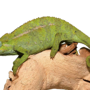 Elliot's Chameleon for Sale