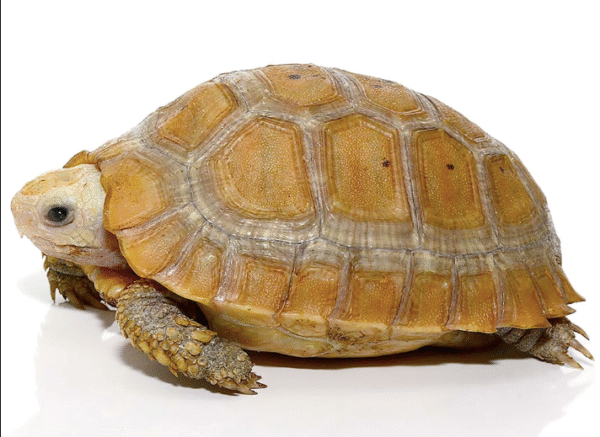 Elongated Tortoise For Sale