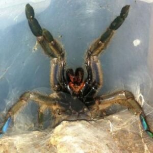 Emerald Skeleton Tarantula for Sale