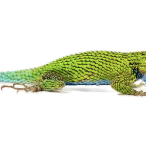 Emerald Swift for Sale
