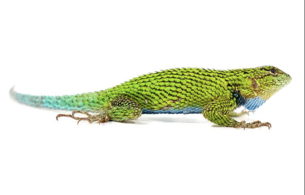 Emerald Swift for Sale