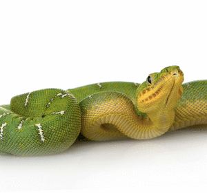 Emerald Tree Boa for Sale