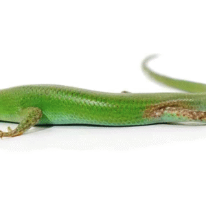 Emerald Tree Skink For Sale