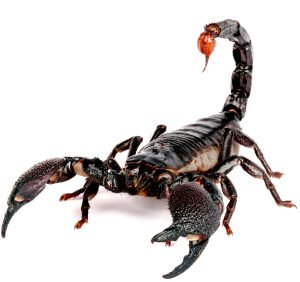 Emperor Scorpion for Sale