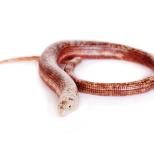 European Legless Lizard for Sale