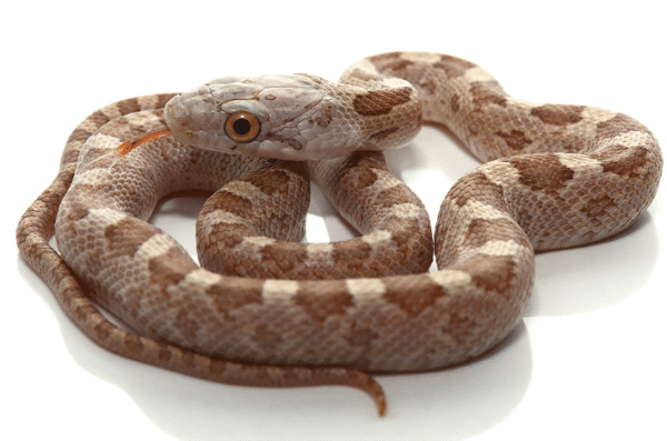 Everglades Rat Snake for Sale