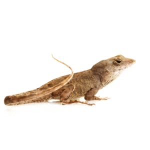Feeder Anoles for Sale