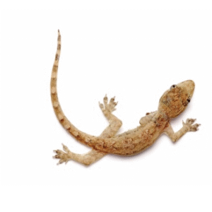 Feeder House Geckos for Sale