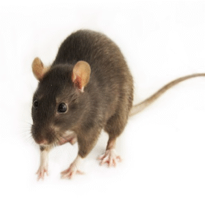 Feeder Mice for Sale