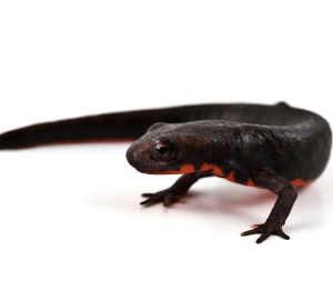 Fire Bellied Newt for Sale