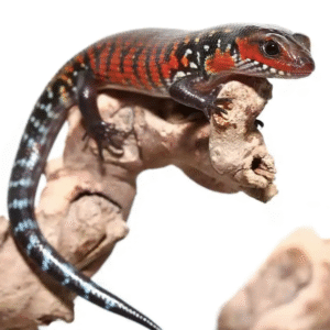 Fire Skink For Sale