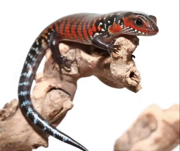 Fire Skink For Sale