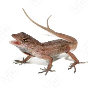 Fish Tail Anole For Sale