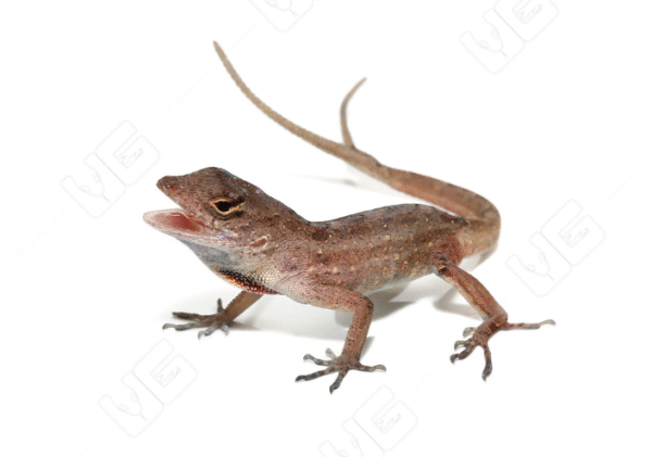 Fish Tail Anole For Sale