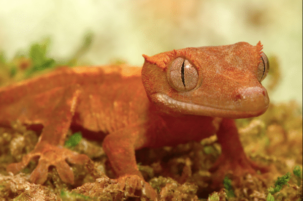 Flame Dalmatian Crested Gecko For Sale