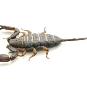 Flat Rock Scorpion for Sale