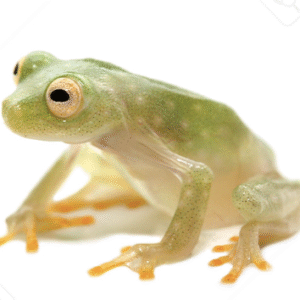 Fleischmann’s Glass Tree Frog For Sale