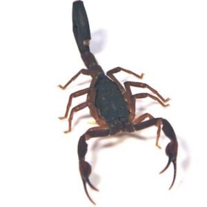 Florida Bark Scorpion for Sale