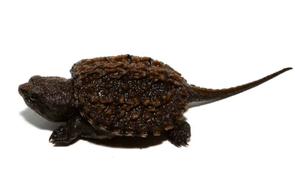 Florida Snapping Turtle for Sale