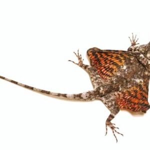 Flying Dragon Lizard for Sale