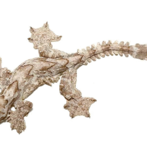 Flying Gecko for Sale