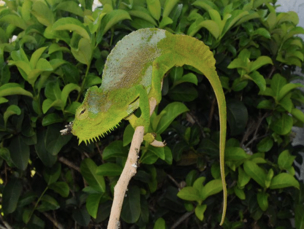 Four Horned Chameleon for Sale
