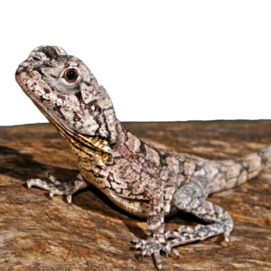 Frilled Dragon For Sale