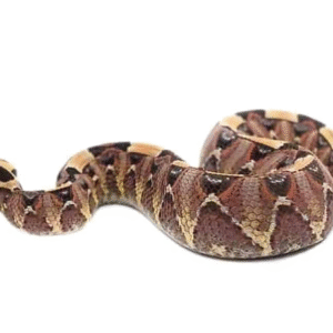 Gabino Vipers For Sale