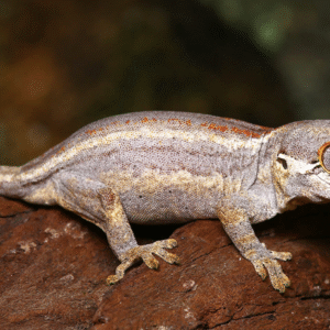 Gargoyle Gecko for Sale