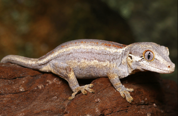 Gargoyle Gecko for Sale
