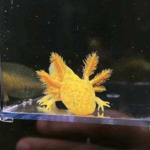 GFP Axolotl For Sale