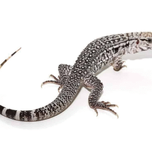 Ghost Tegu For Sale