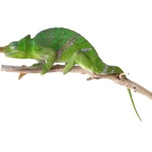 Giant Fischer's Chameleon for Sale