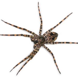 Giant Fishing Spider for Sale