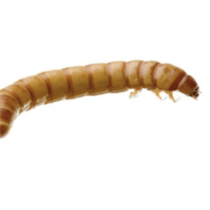 Giant Mealworms for Sale