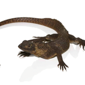 Giant Sailfin Dragon For Sale